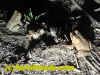 /home//u458753944/public_html/sourcegallery//Roxborough Toad Detour/2013-2019/2017/P4100662.JPG